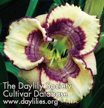 Daylily Pebble in a Pond